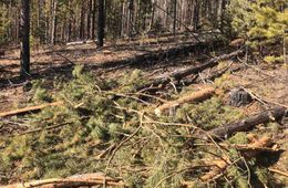 За неделю в Забайкалье выявили семь случаев незаконной рубки леса