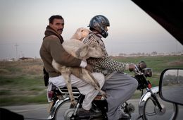 У забайкальского чабана украли пять овец, погрузив их в прицеп мотоцикла