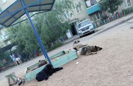 Агрессивные собаки обосновались на детской площадке в Чите. Жители боятся