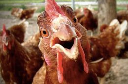 Во всемирный день курицы забайкальские статистики сообщили о повышение цен на яйца