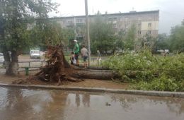 Шквалистый ветер повалил несколько деревьев в Чите