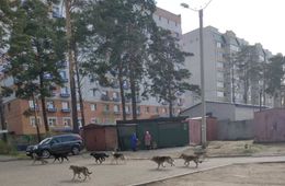 Жители Таежной и Кочеткова в Чите пожаловались на своры бездомных собак