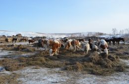 Семейным фермам Забайкалья предоставят 53 миллиона рублей