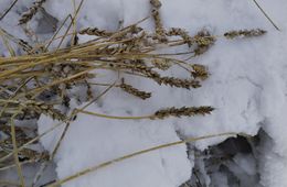 Снег уничтожил урожай в Чернышевском районе Забайкалья