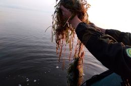  Почти полтора километра рыболовных сетей достали из озер в Забайкалье 