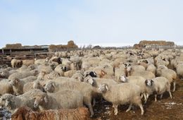 Овцеводческий монокомплекс появится в Могойтуйском районе