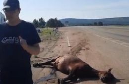 Три лошадки стали жертвами ДТП с фурой под Танхой (видео)