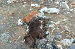 Дохлые телята подле мертвых людей рядом с селом Татаурово