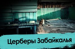 Псы вновь убили и поели человека в Забайкалье - ВечоркаТВ