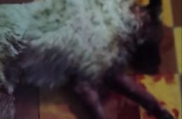 Живодёр зарезал бродячую собаку в душевой общежития Читы (18+)