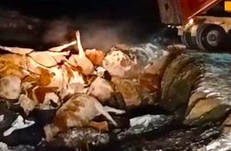 Пастереллез в Цаган-Оле. Вопросы без ответов.