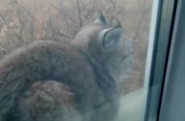 Забайкалец заснял на видео рысь, которая сидела у него на подоконнике (видео)