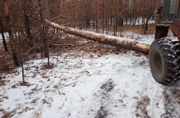 Забайкальцу грозит штраф за незаконную заготовку дров