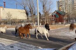Шок: Бездомные лошади заполонили Читу (видео, 18+)
