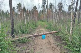 Лес рубят — искры летят