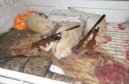 В Борзинском районе задержаны браконьеры на краснокнижных дзеренов 