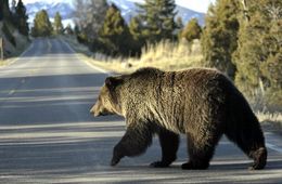 ​Три встречи с медведями – воспоминания читинки