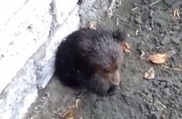 Потерявшийся медвежонок вышел к людям в Бурятии (видео)