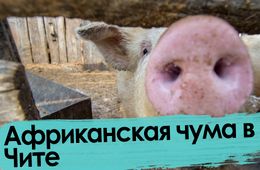 Всех читинских чушек уничтожат: вспышка африканской чумы свиней в Чите 