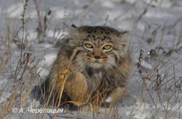 Манулы пропали с гор в Забайкалье