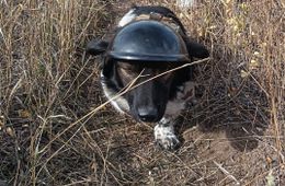 Вечоркина кубышка СВО. Продолжаем сбор