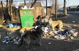  Очередная свалка мусора выросла в Чите