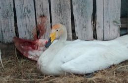 ​Браконьеры подстрелили лебедя в селе Колочное. Полиция проводит проверку