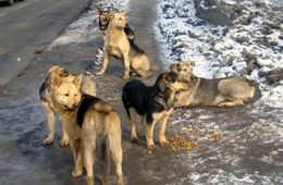 В Забайкалье бездомные собаки будут содержаться в приютах пожизненно