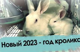 Новый 2023 - год кролика!