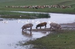 Свиней из-за угрозы АЧС выкупят в Чите по выгодной цене