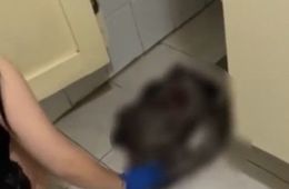 Внезапные роды в общежитии колледжа. Кто виноват? 