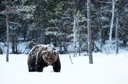 Медведь-шатун вышел в село Тупик в Забайкалье