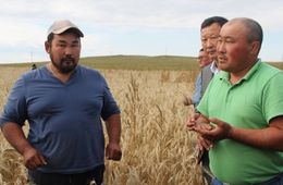 В Забайкалье фермер увеличил производство зерновых на 80%