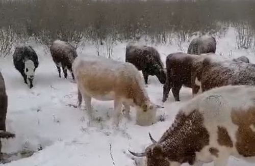 Из-за обильных снегов, выпавших в обычно бесс...