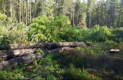Китайцы вырубают краснокнижный кедрач в Красночикойском районе (видео)