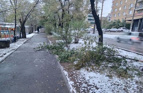 Первый снегопад в Чите наломал немало веток. ...