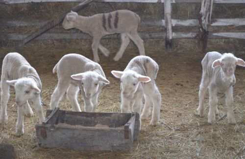 Овцеводы Забайкалья приступили к окотной камп...