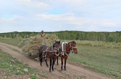 Сенокосная пора. Село Верх-Нарым. Читинский р...