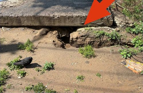 Жители Соснового бора в Чите жалуются на огромных крыс  