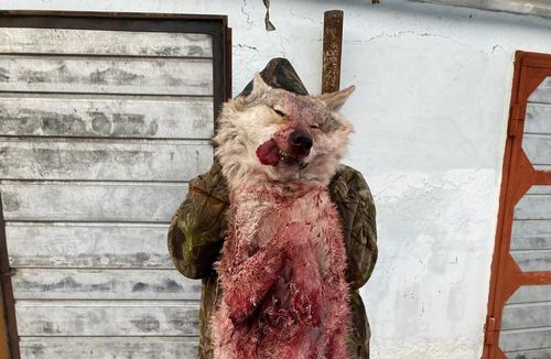 В Забайкалье орудуют волки-мутанты  Огромный ...