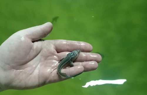 Осетрина первой свежести