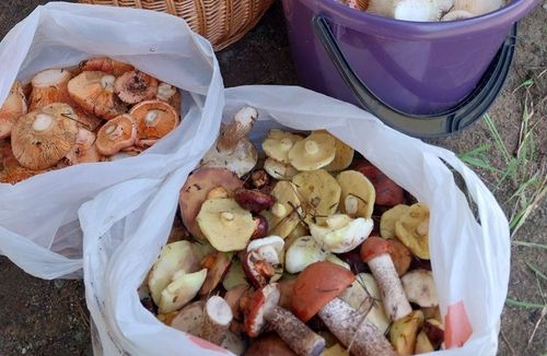 Такие великолепные грибочки наросли рядом с А...