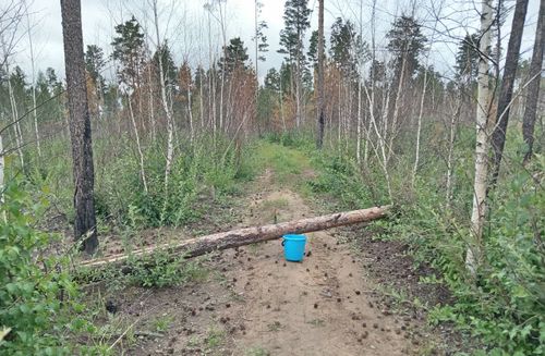 Лес рубят — искры летят