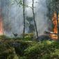 «Тайга превращается в порох» - бороться с лесными пожарами в Забайкалье мешает погода