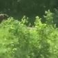 На жителя села Бургень напал медведь