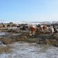 Семейным фермам Забайкалья предоставят 53 миллиона рублей