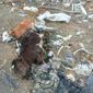 Дохлые телята подле мертвых людей рядом с селом Татаурово