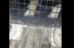 Собаку, которая покусала девочку в одном из районов Читы, выловили вместе с другими животными 