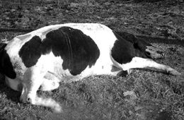 Жители села Шишкино жалуются трупный запах животных со стороны коровника 