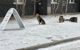 Жителей Борзи атакуют стаи бродячих псов
